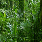 rainforestv
